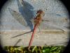 Sympetrum striolatum